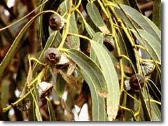 Eucalyptus Globulus Plant