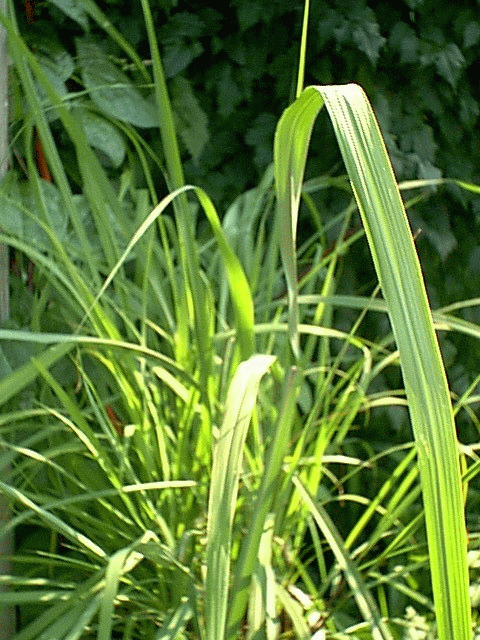 Lemon Grass Plant