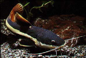 Nile catfish - Courtesy of Interoz.com