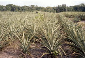 Pineapple plantation. One row plantation method.