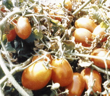 Dr. Quenum personal archive / A high yield tomato plant